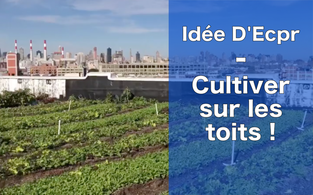 Idée d’Ecopreneur : cultiver sur les toits, une activité régénératrice ET rentable !