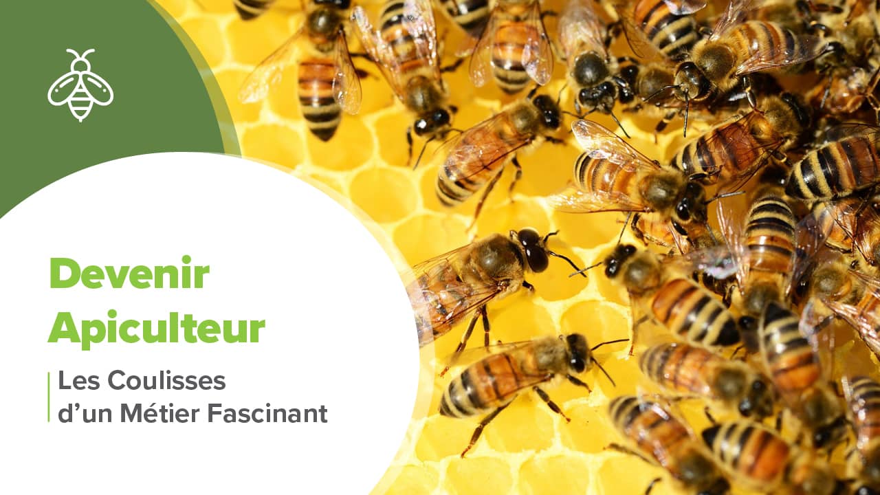 devenir apiculteur, Devenir Apiculteur | Les Coulisses d&rsquo;un Métier Fascinant