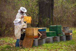 devenir apiculteur, Comment devenir un apiculteur écopreneur ? Des témoignages de passionnés des abeilles
