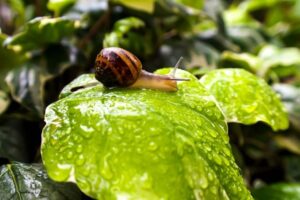 jardinier écologique, Comment devenir jardinier écologique : un métier pour changer la vision du jardin