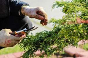 jardinier écologique, Comment devenir jardinier écologique : un métier pour changer la vision du jardin