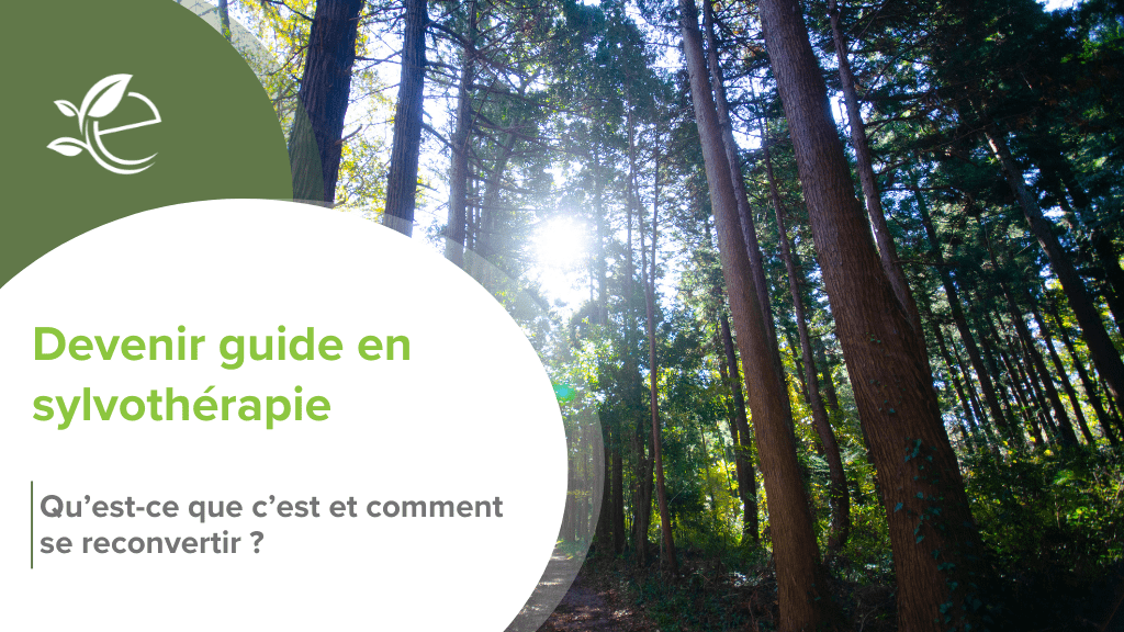 bain de forêt, Sylvothérapie : zoom sur le bain de forêt et cette opportunité de reconversion