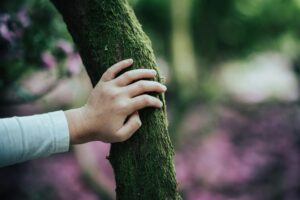 bain de forêt, Sylvothérapie : zoom sur le bain de forêt et cette opportunité de reconversion