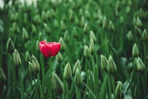 niche de marché, Zoom sur la niche de marché : comment identifier le positionnement idéal ?