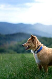 pet sitter, Devenir Pet Sitter : Un métier au service des animaux et de votre équilibre de vie