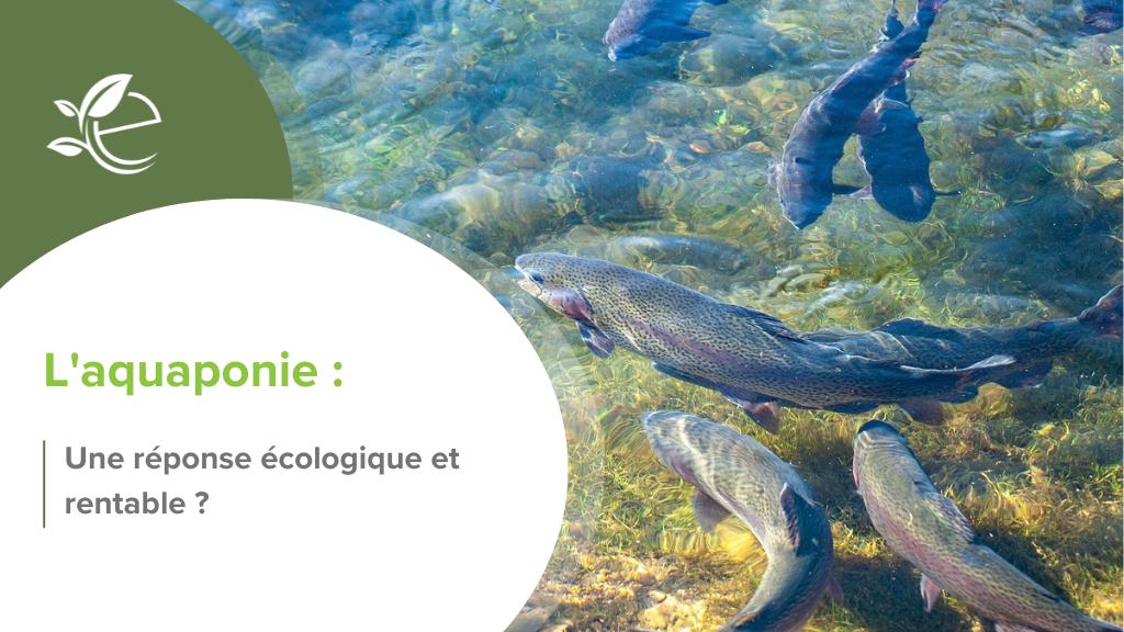 aquaculture rentable, Se lancer dans l’aquaponie, une bonne idée ?