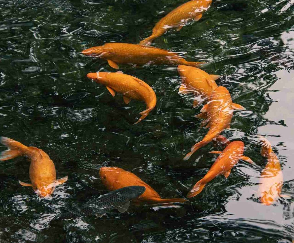 aquaculture rentable, Se lancer dans l&rsquo;aquaponie, une bonne id&eacute;e ?