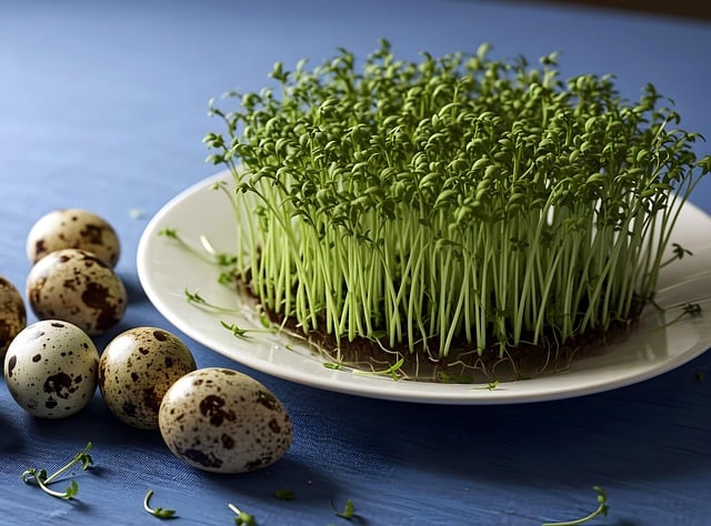 micro pousse, Produire des micro-pousses : un métier vivant, local, et plein de sens