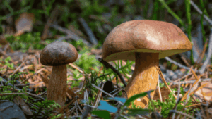 Ferme champignons