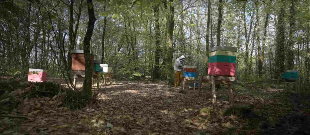apiculture, Il a tout quitt&eacute; pour vivre avec les abeilles : le parcours inspirant de Cyril