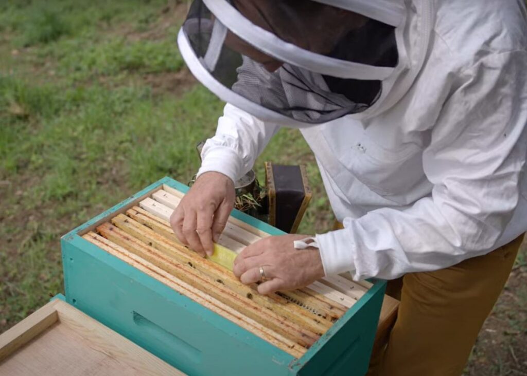 apiculture, Il a tout quitt&eacute; pour vivre avec les abeilles : le parcours inspirant de Cyril