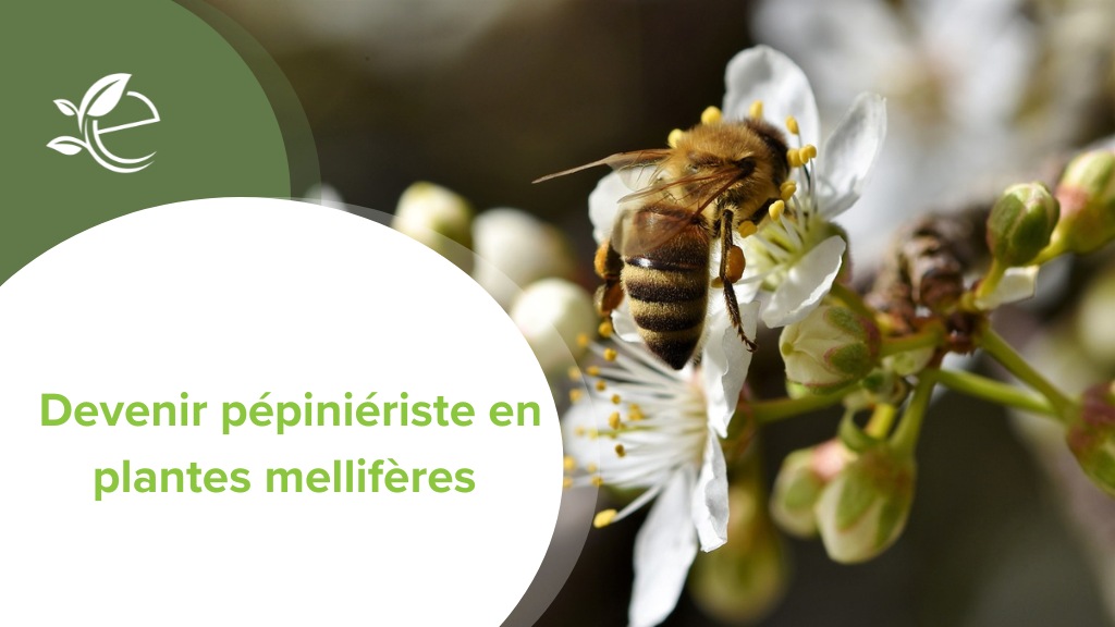 pépiniériste, Devenir pépiniériste spécialisé en plantes comestibles : les décisions stratégiques avant de se lancer