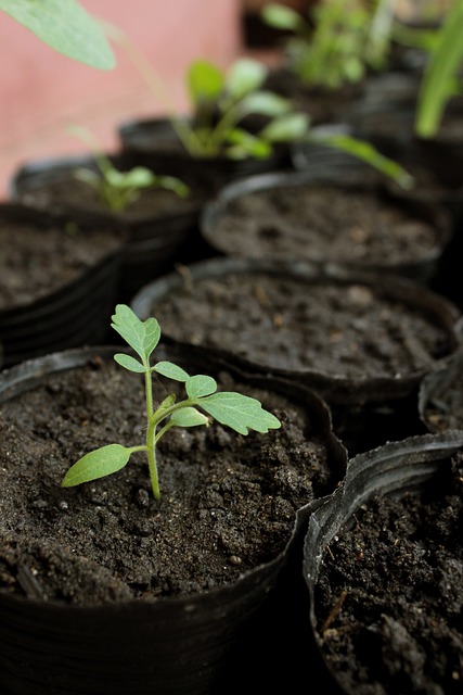 pépiniériste, Devenir pépiniériste en plantes comestibles : les vraies questions avant de se lancer