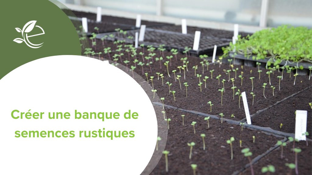 semences rustiques, Cr&eacute;er une banque de semences rustiques : pr&eacute;server la biodiversit&eacute; tout en d&eacute;veloppant une activit&eacute; viable